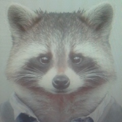 Wild Racoon