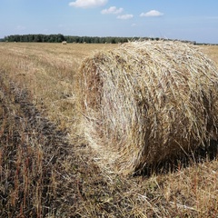 Наталья Давыдова